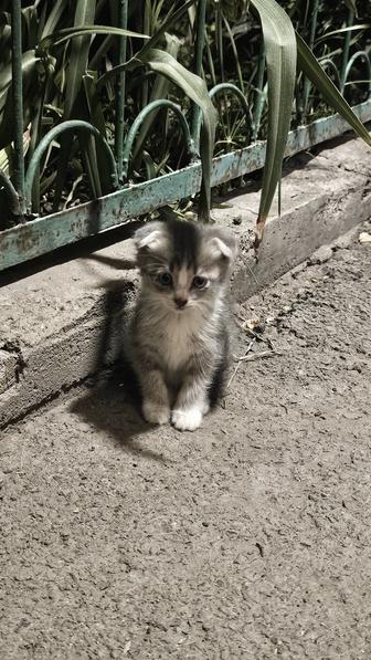 Отдам котят