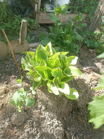 Продам цветы