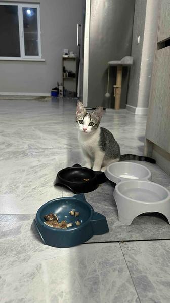 Отдам в добрые руки 3 замечательных котят