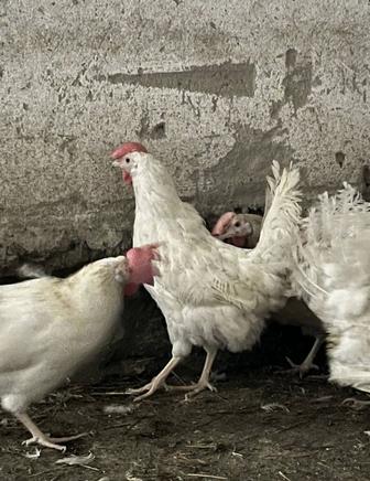 Куры несушки Ломан Уайт