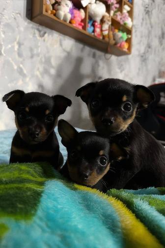 Продам щенят той терьер мини