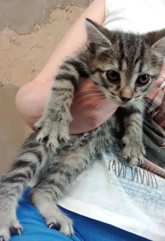 Котенок серый полосатый