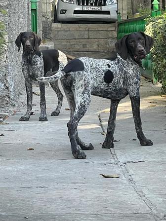 Щенок породы Курцхаар