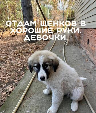 Отдам щенков в хорошие руки.