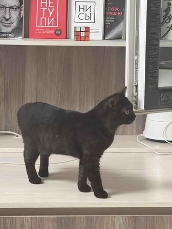Отдам котенка