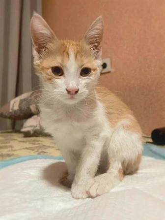 Отдам котенка в хорошие руки
