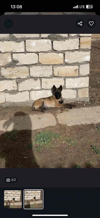 Белгейский овчарка сучка, обмен на ps 5