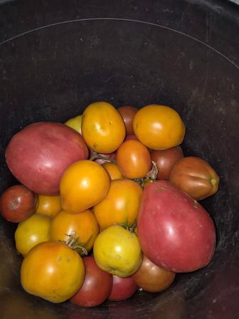 Домашние вкусные помидоры