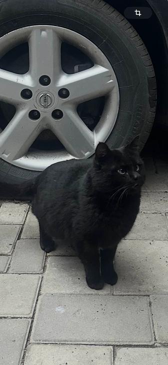 Котик в добрые руки