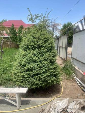 Продаем живые елки от 1 до 4м