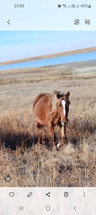 Продам конину на согым