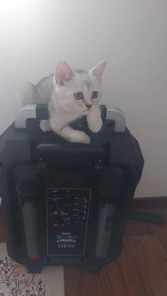 Катёнки