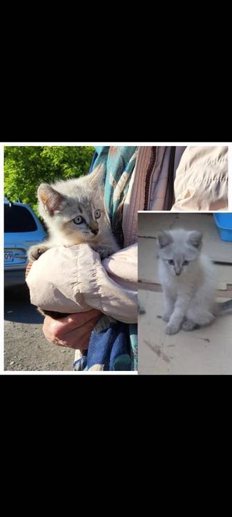 Котенок с голубыми глазами