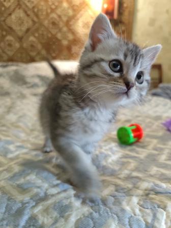 Животное кошки