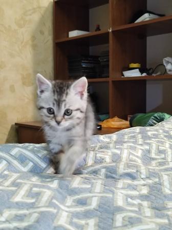 Животное кошки