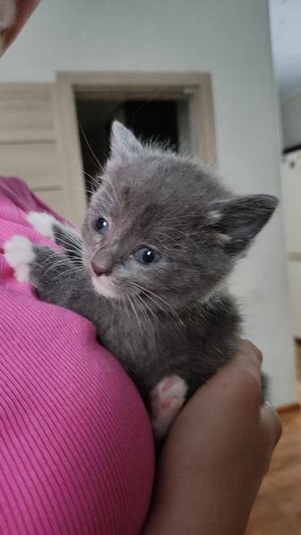 Котенок девочка