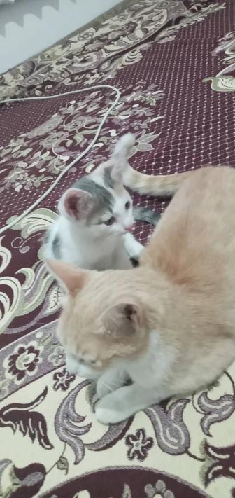 Котенок