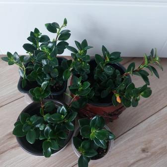 Комнатные цветы