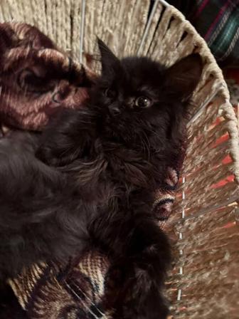 Очаровательная мини-пантера ищет свой дом