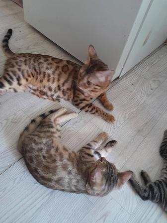 Котята бенгалы-метисы