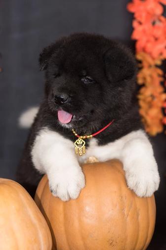 Мощные щенки Американской Акиты