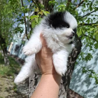 Щенки померанского шпица