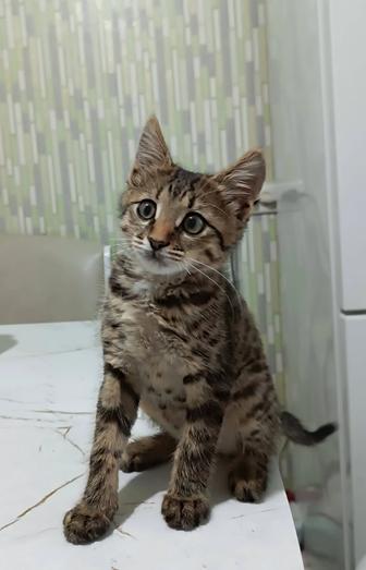 Отдам котенка