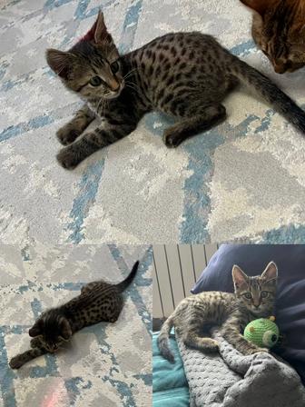 Отдам котенка