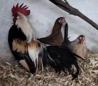 Куры феникс декоративные