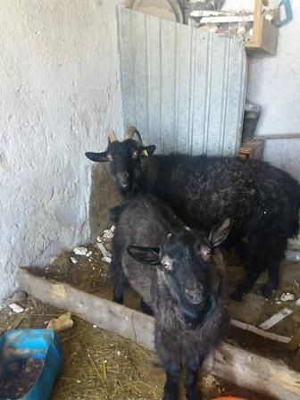 Продам. Буаз ешкі алты айлық еркек лағымен сатылады