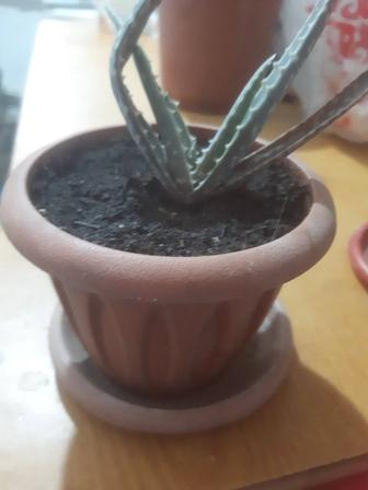 Продам цветок Алоэ Вера