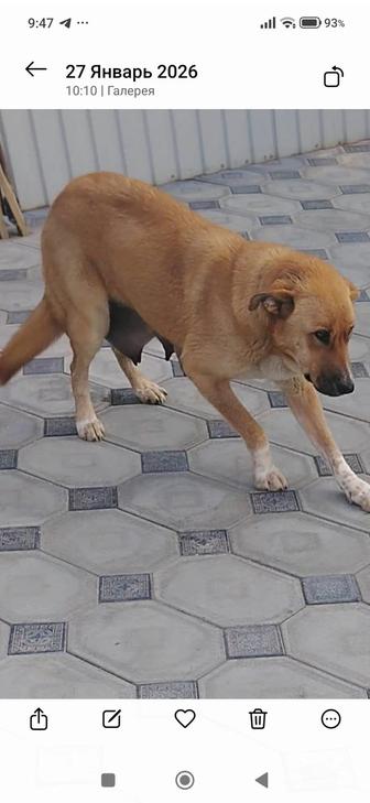 Щенки овчарок