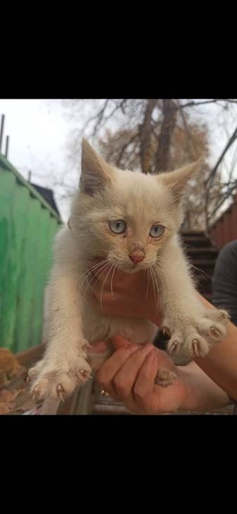 Отдам котят даром