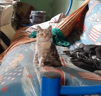 Отдам котят даром