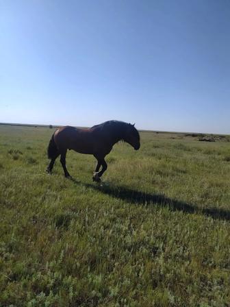 Жеребец, Владимировский тяж.7 лет табунный