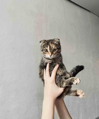 Котенок