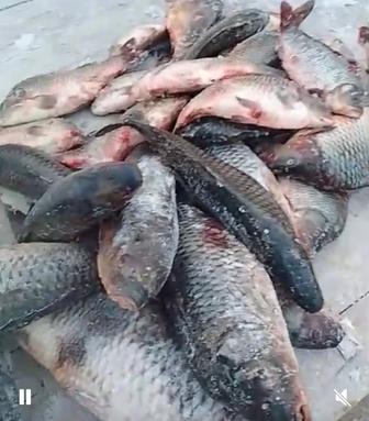 Рыба свежая Сазан