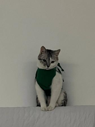 Кошки стерилизованные