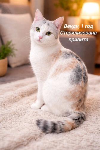 Кошки стерилизованные