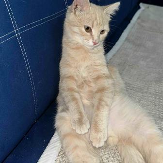 Отдам кота в добрые руки