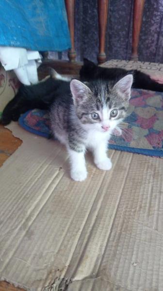 Отдам котят в хорошие руки