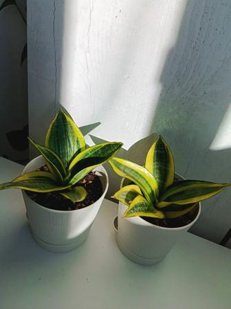 Сансевиерия Ханни(пересажен)