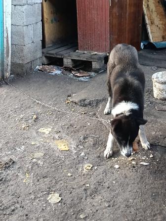 Отдам собаку в хорошие руки