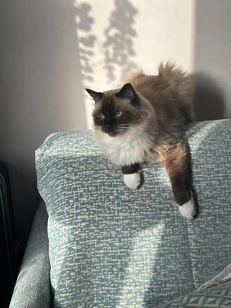 Кошка
