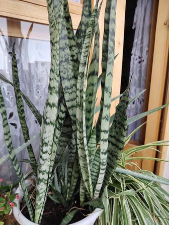 Комнатные растения