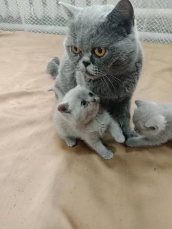 Кошки