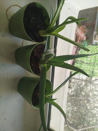 Продается комнатные цветы