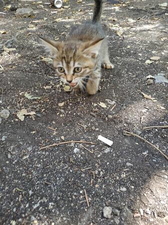 Котенка в добрые руки