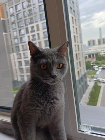 Кот 1.5 года стерилизованный