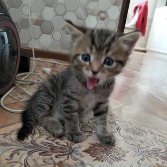 Котята